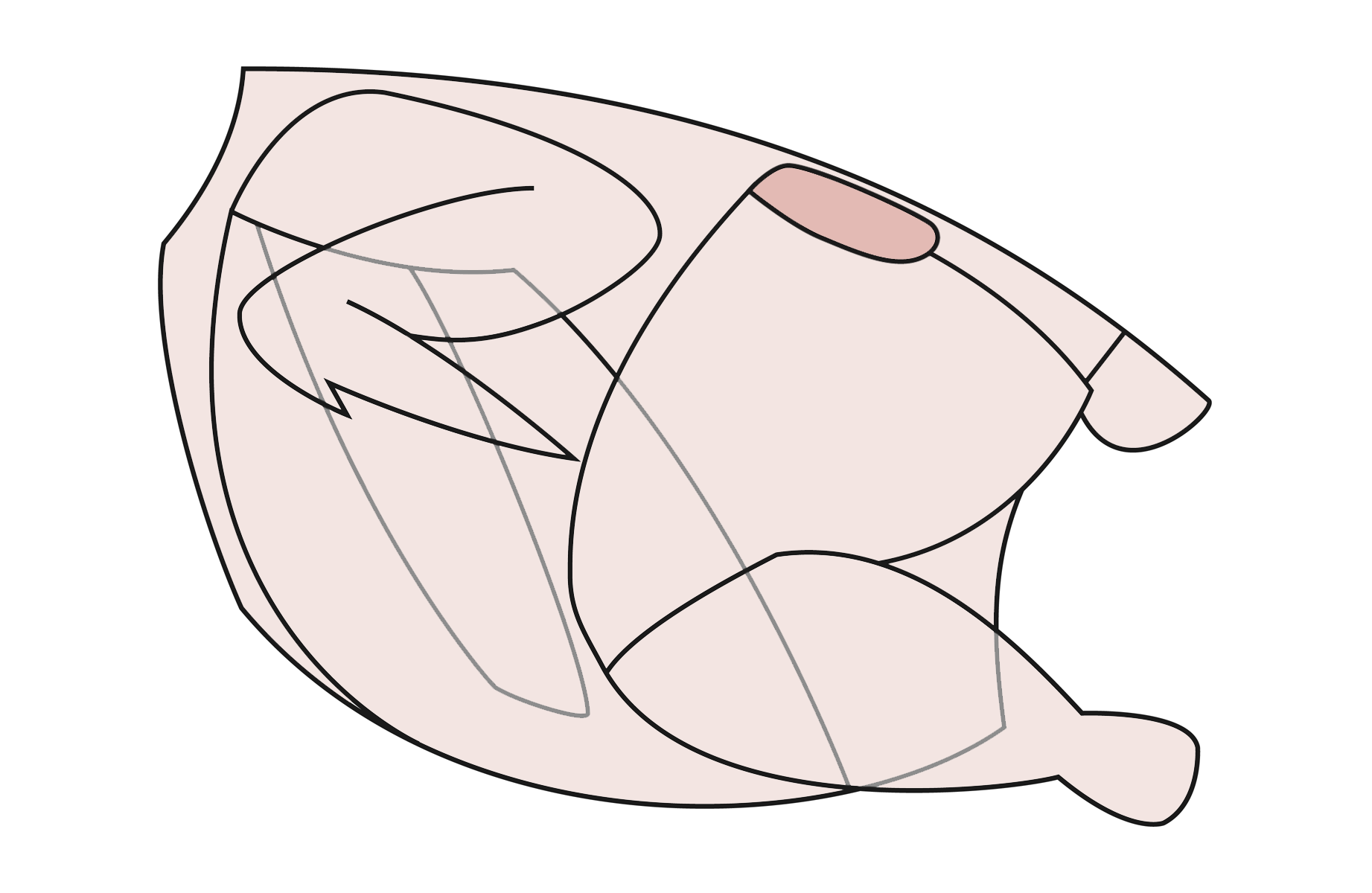 chicken oyster diagram