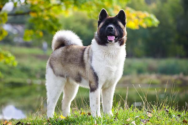 american akita life expectancy