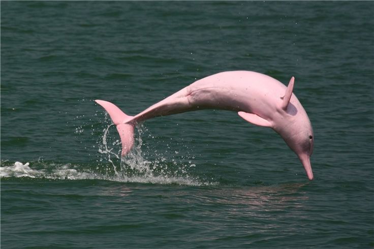 pink dolphin animal