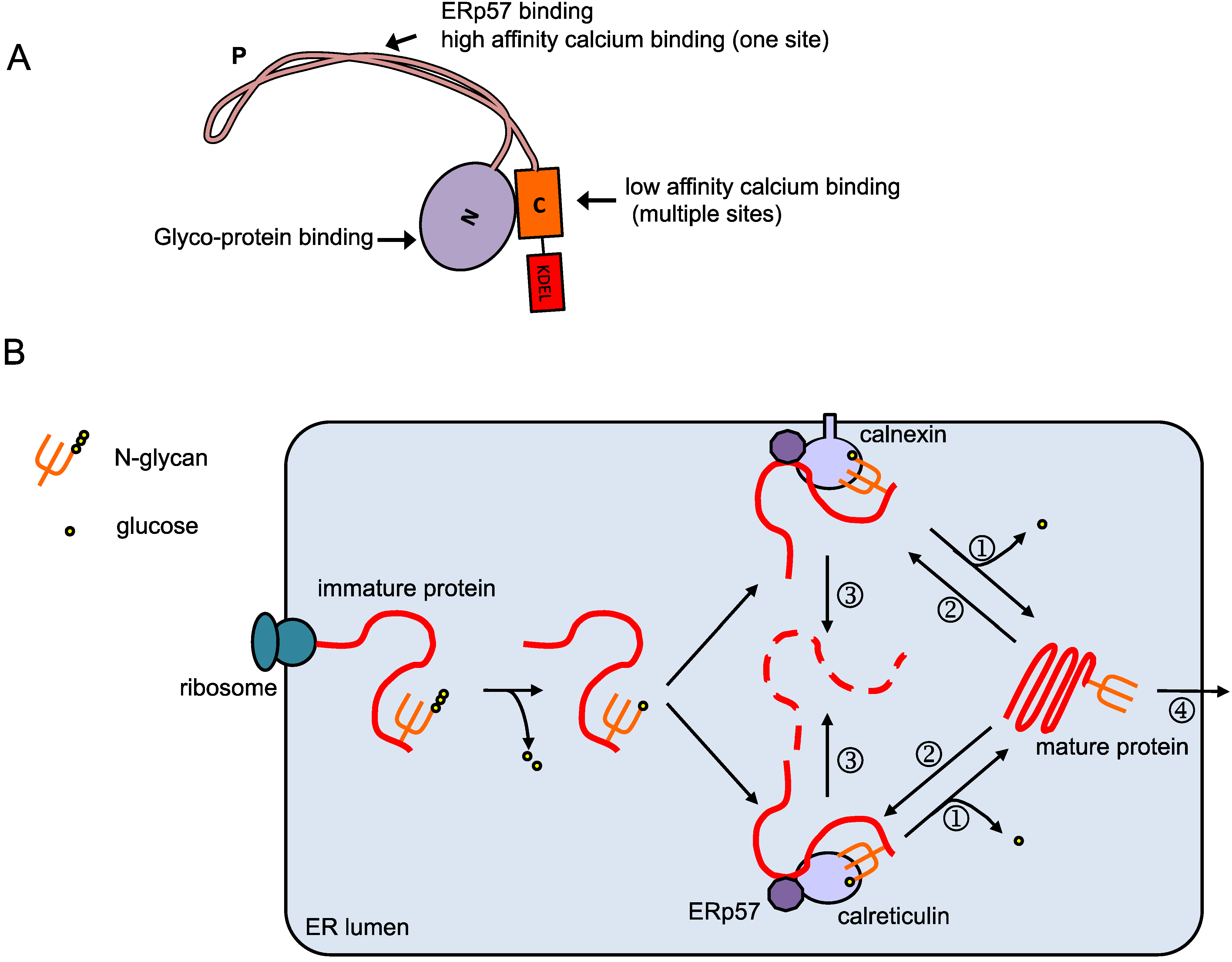 calreticulin