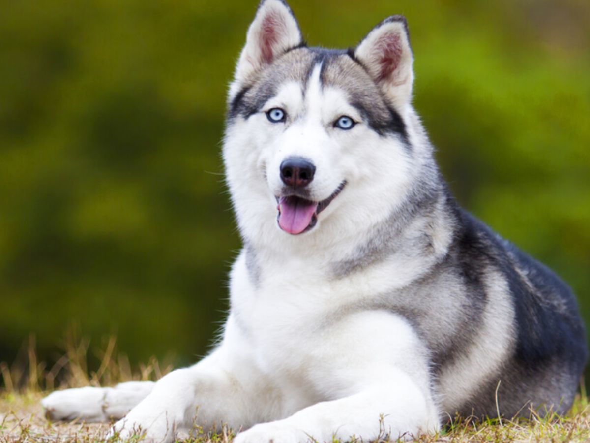 siberian husky mix breeds