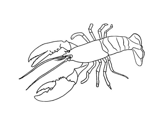 easy draw lobster