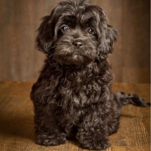 brown cockapoo puppies