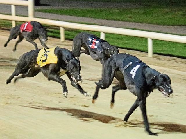 greyhound dog racing results