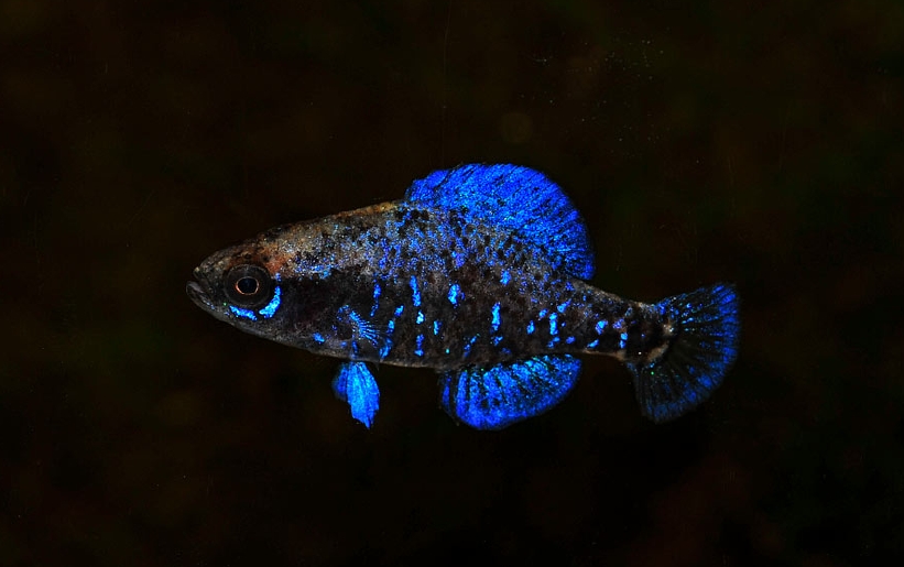 gulf coast pygmy sunfish for sale