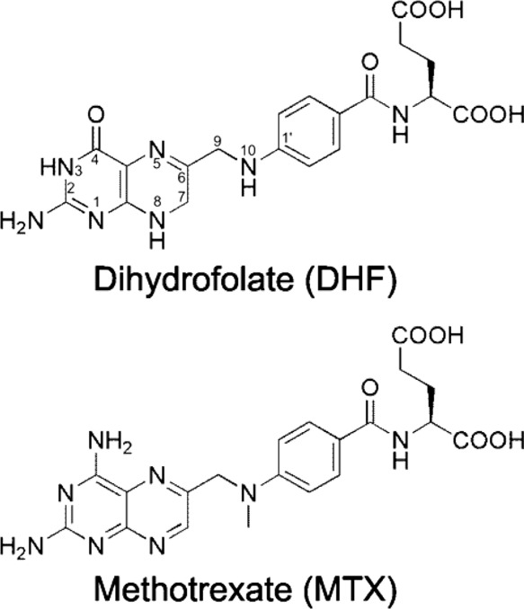 dihydrofolate