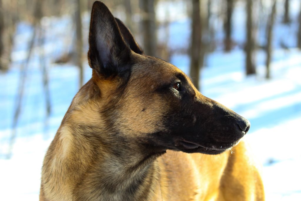 belgian malinois puppies for sale victoria