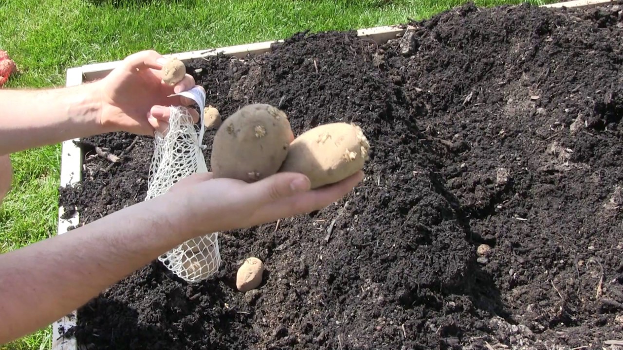 migardener potatoes