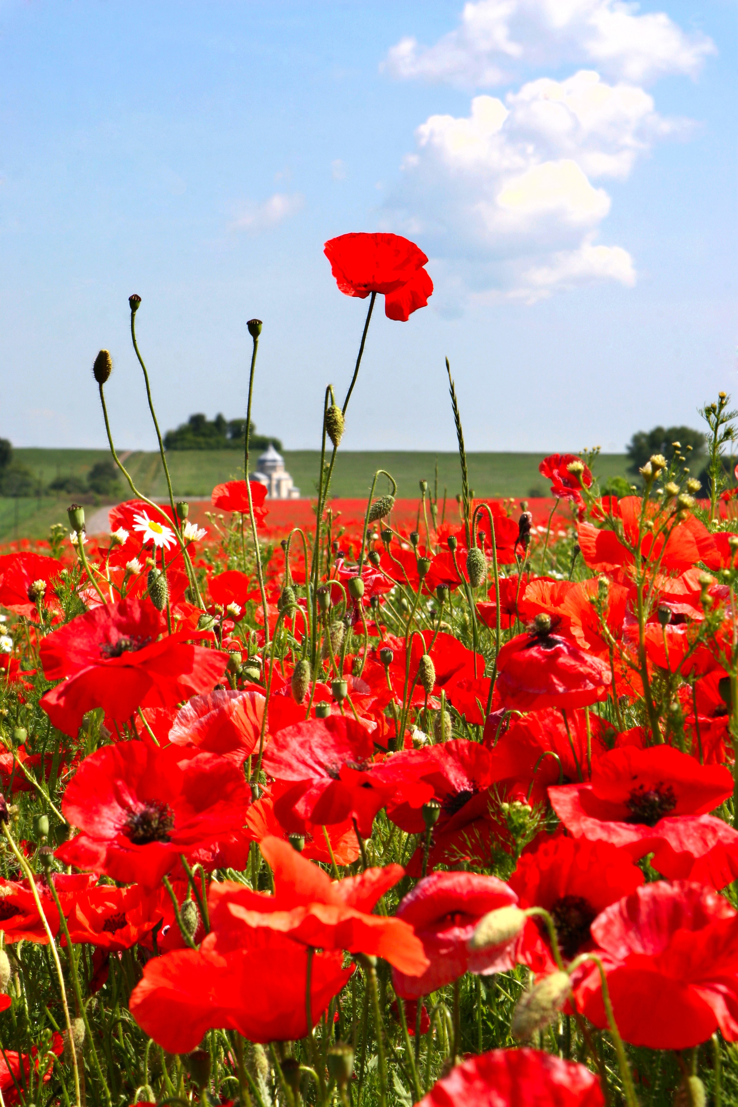 photo of poppies