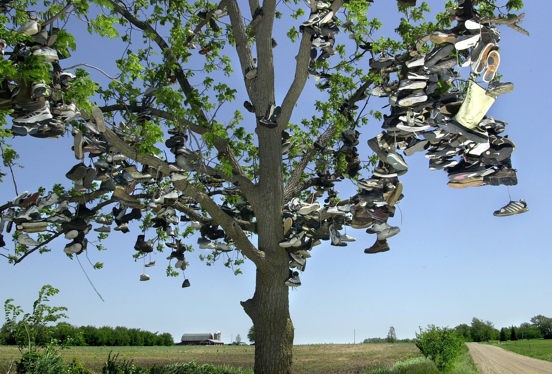 shoe tree kalkaska