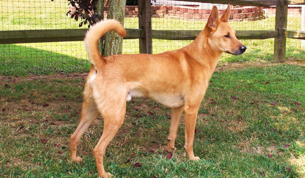 american dingo breeder