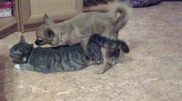 dog cat mating