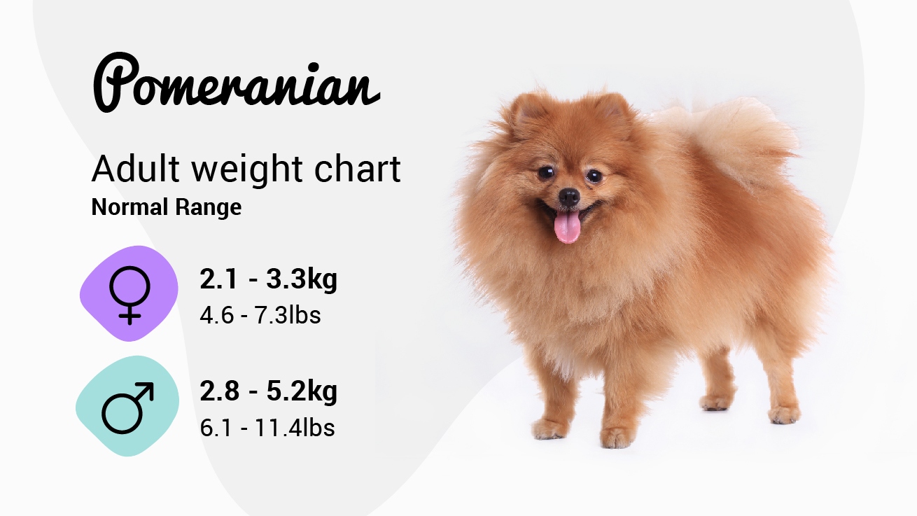 pomeranian size fully grown