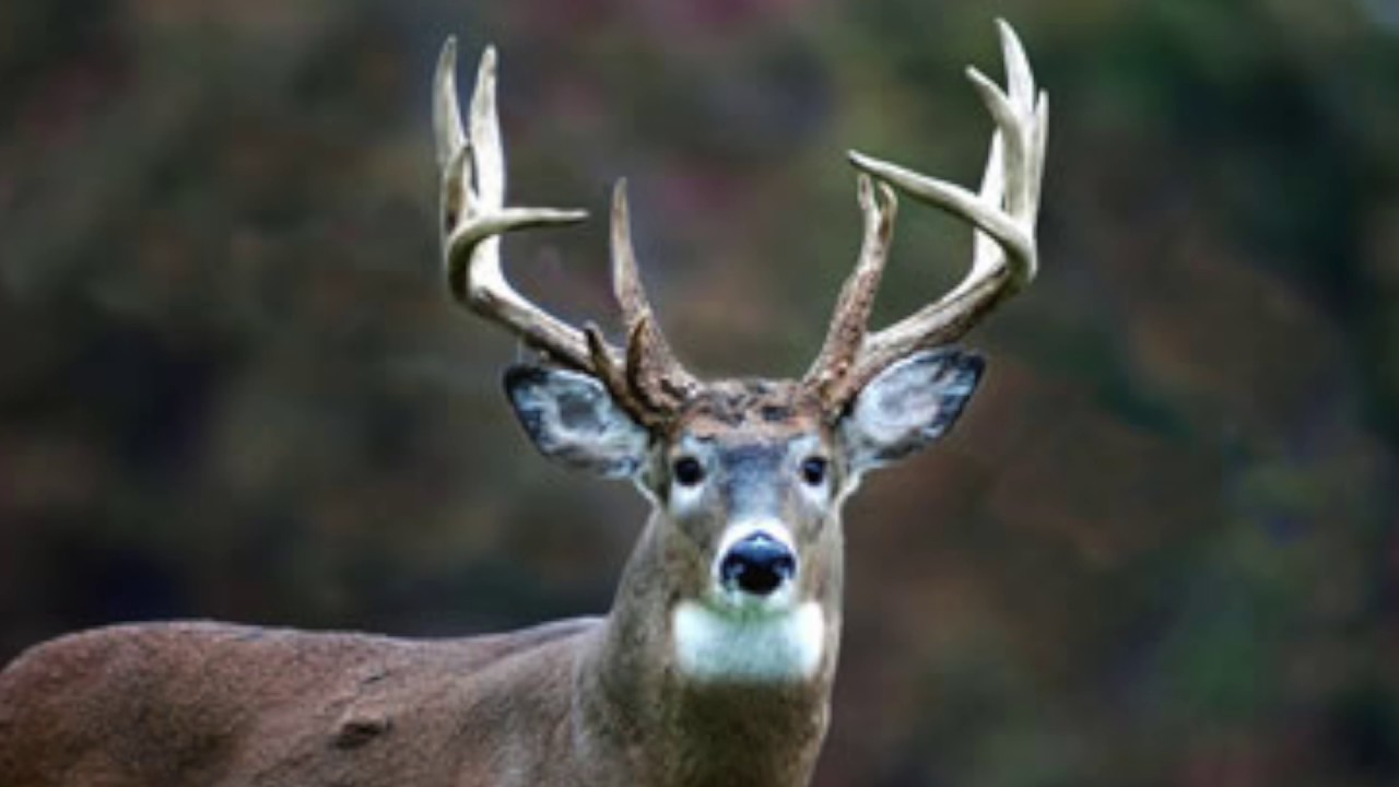 antlers meaning in malayalam