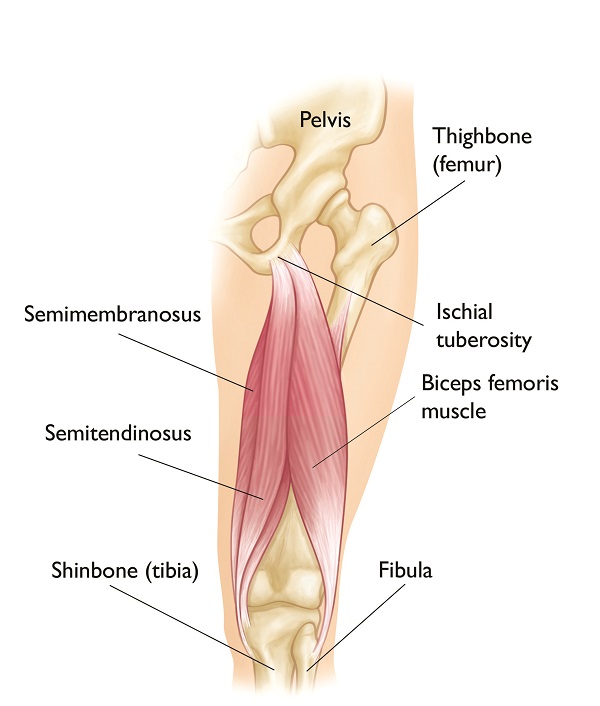 hamstring injury meaning in hindi