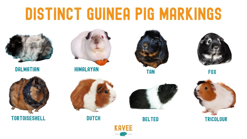 guinea pig breeds uk