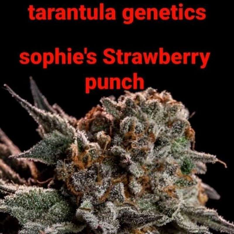 sophies punch strain