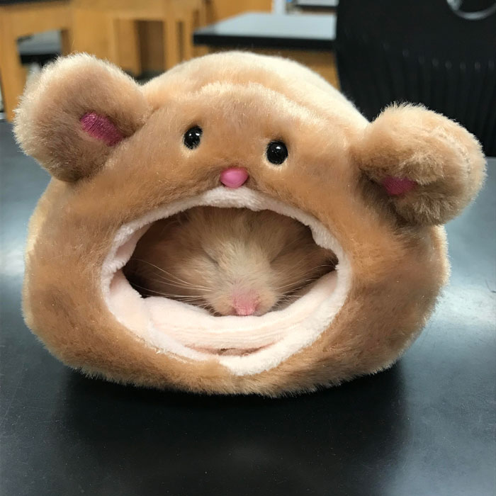 cute photos of hamsters