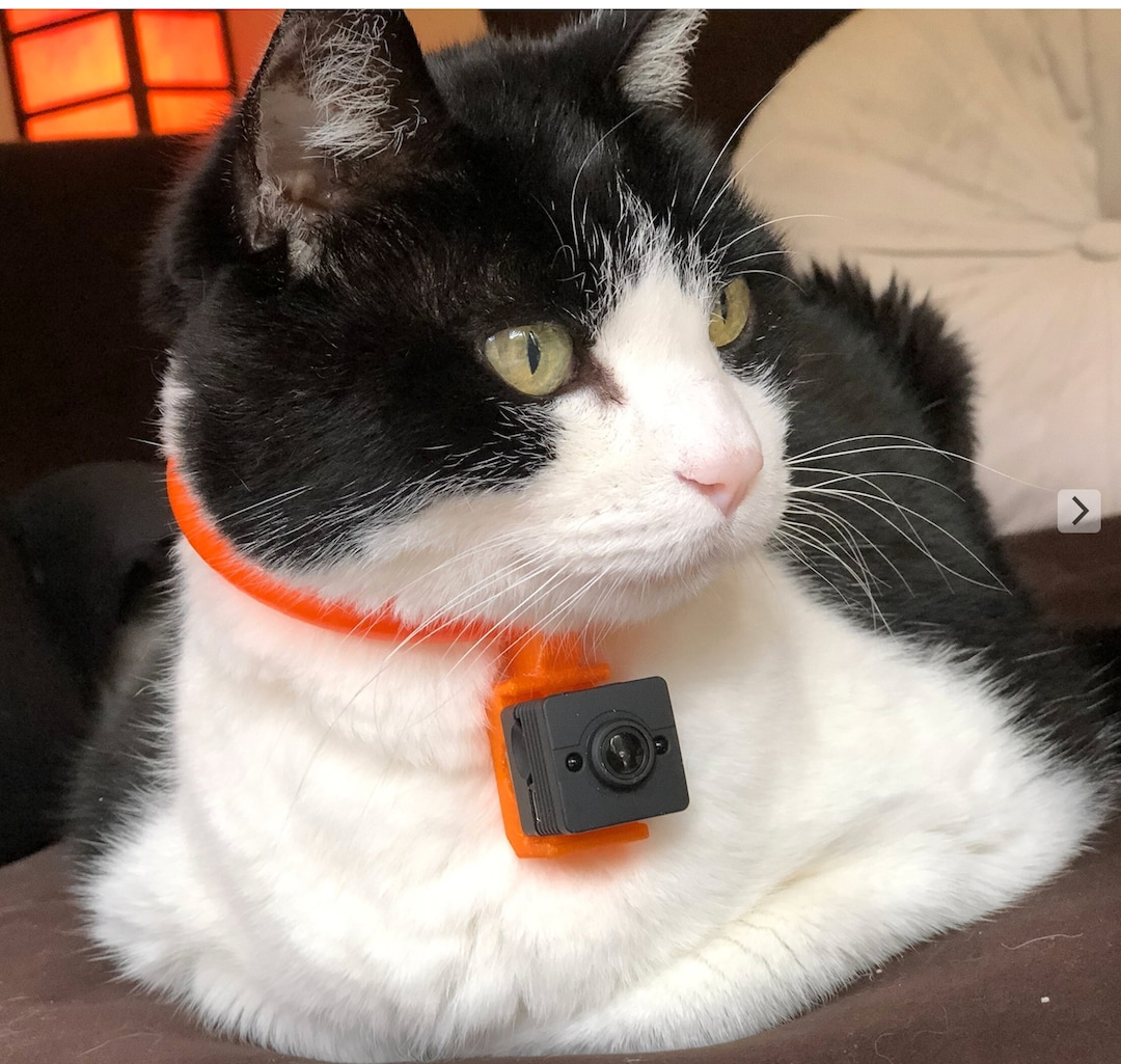 cat camera for collar