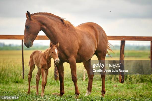 pics of cute horses