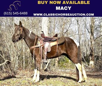 trail horses for sale in nc