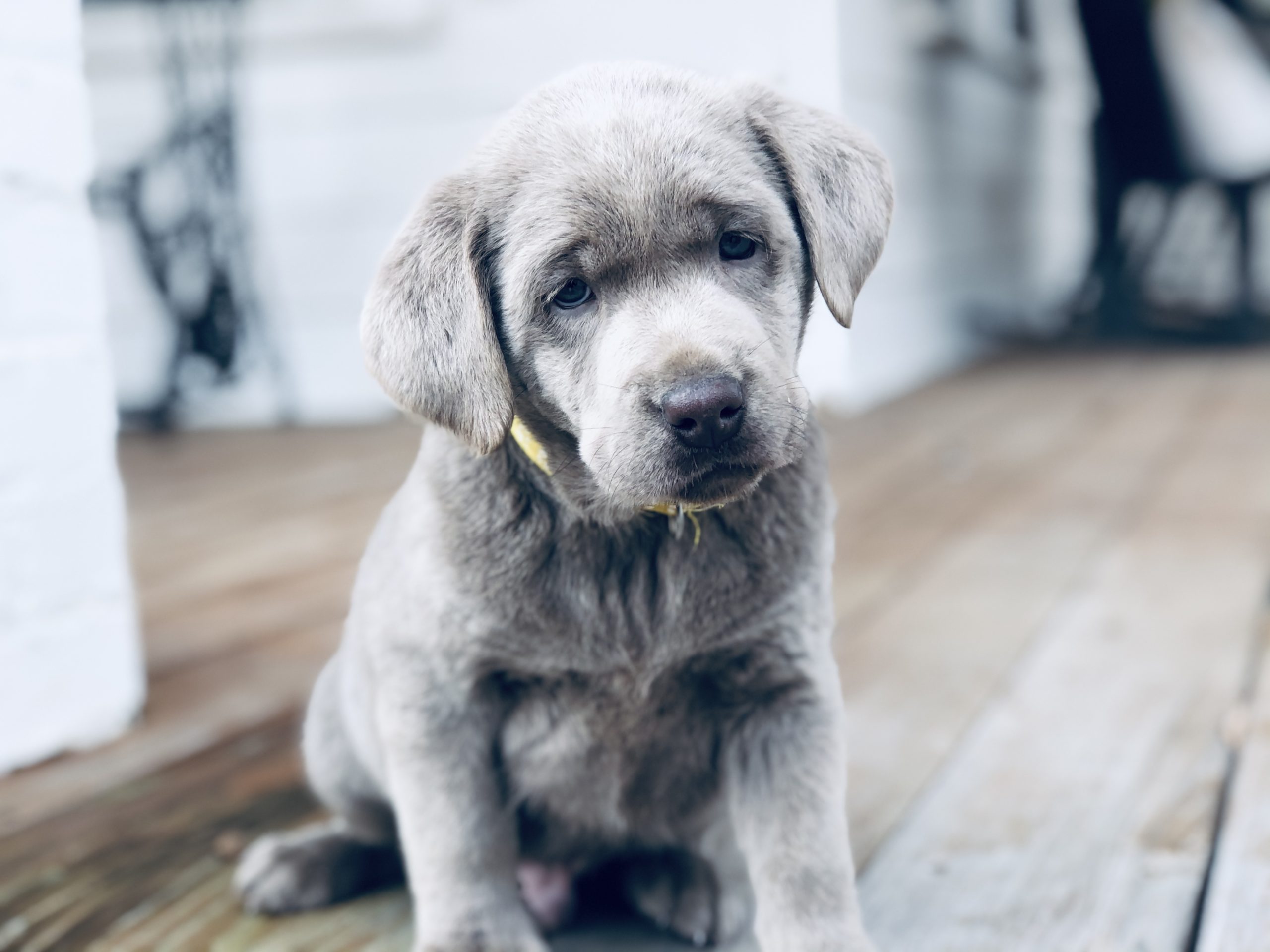 labradors for sale near me