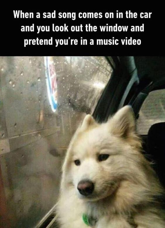 sad dog music video