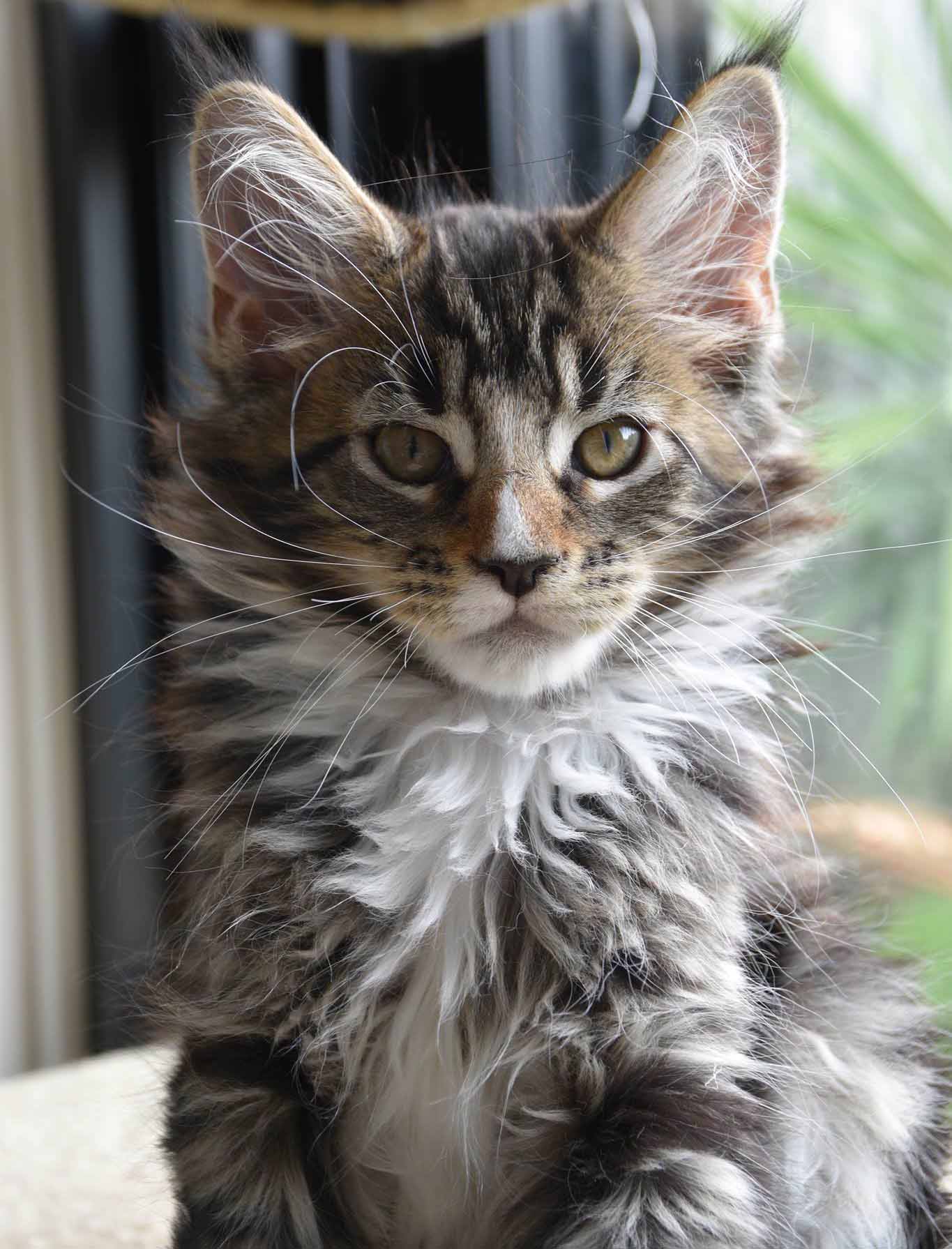 maine coon kittens for sale melbourne price