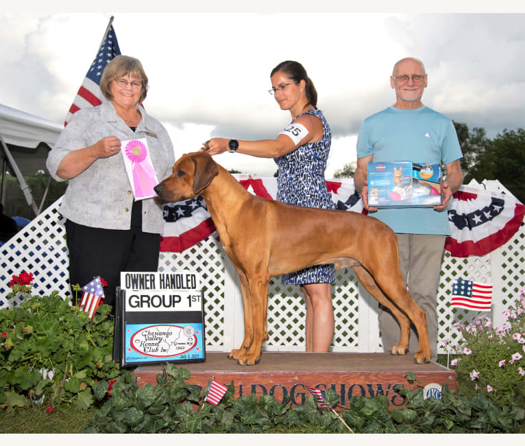 rhodesian ridgeback size comparison