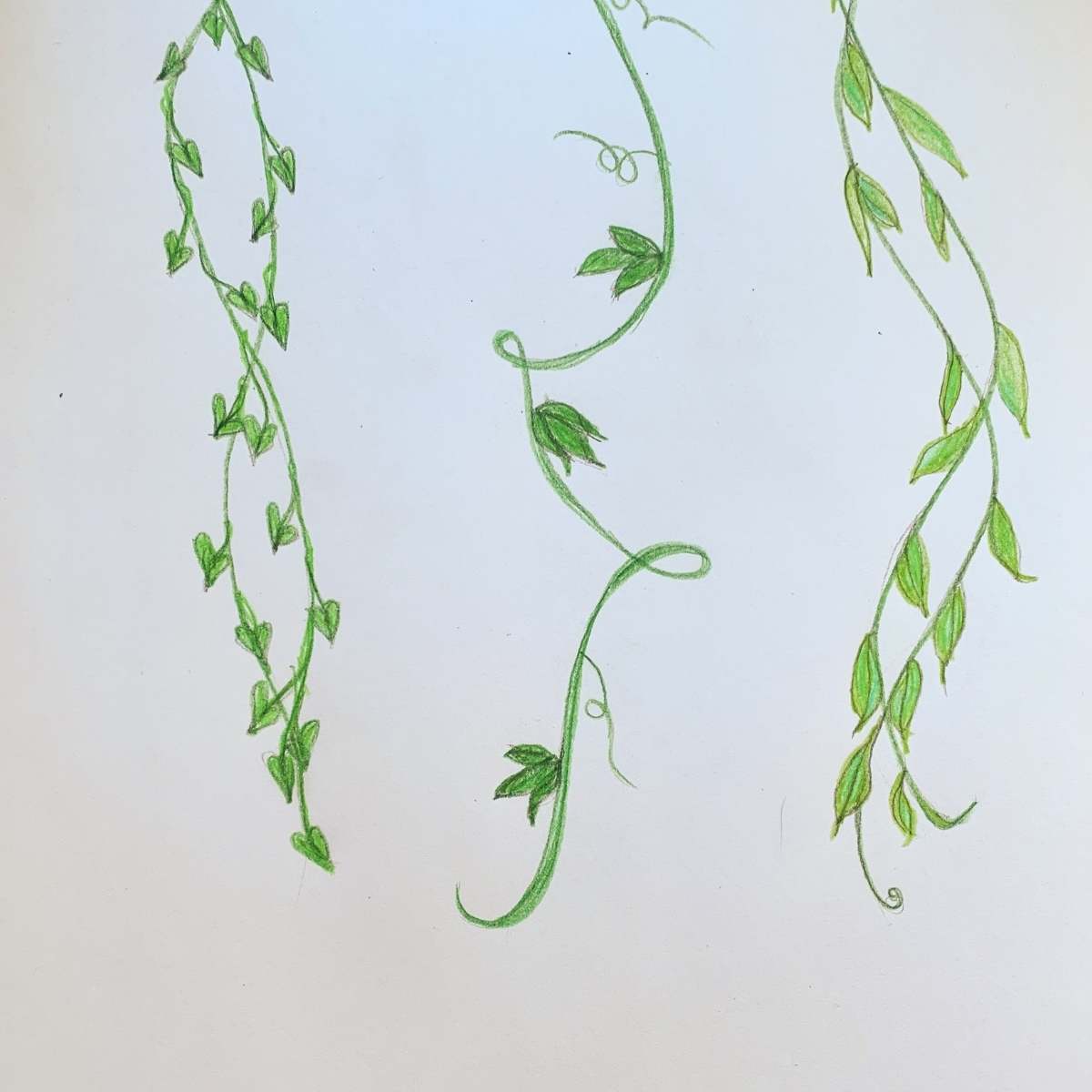 vines drawing