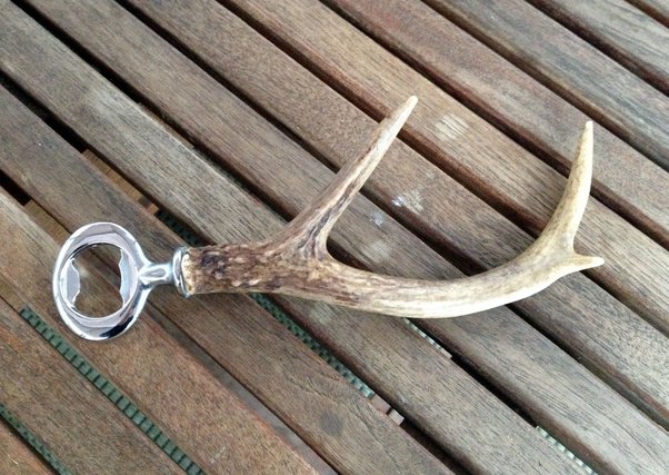 original deer horn price in india