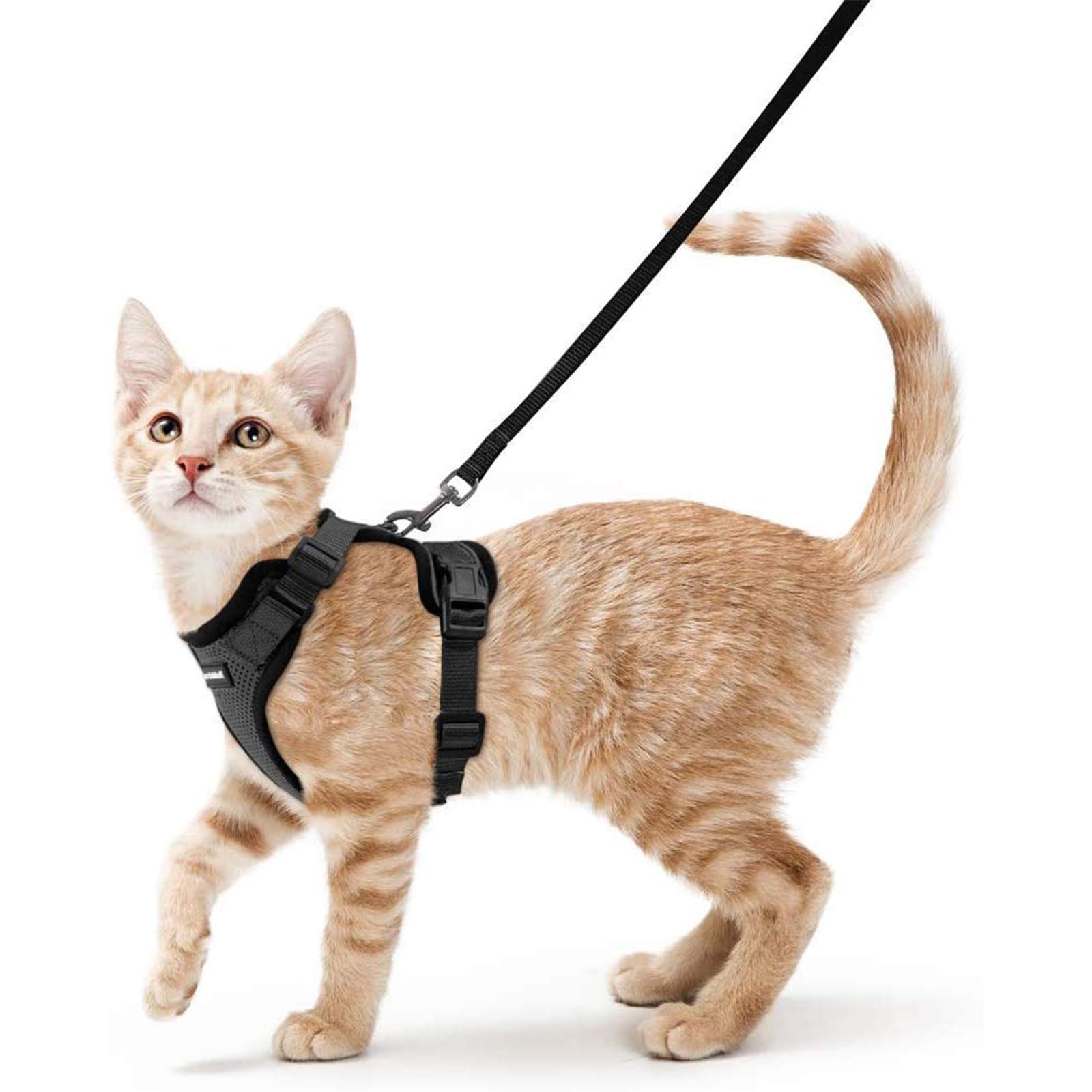 adjustable cat harness