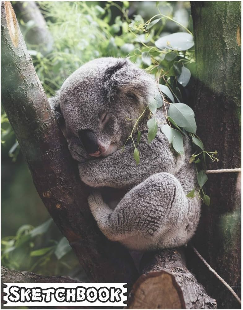 cute koala bear pictures