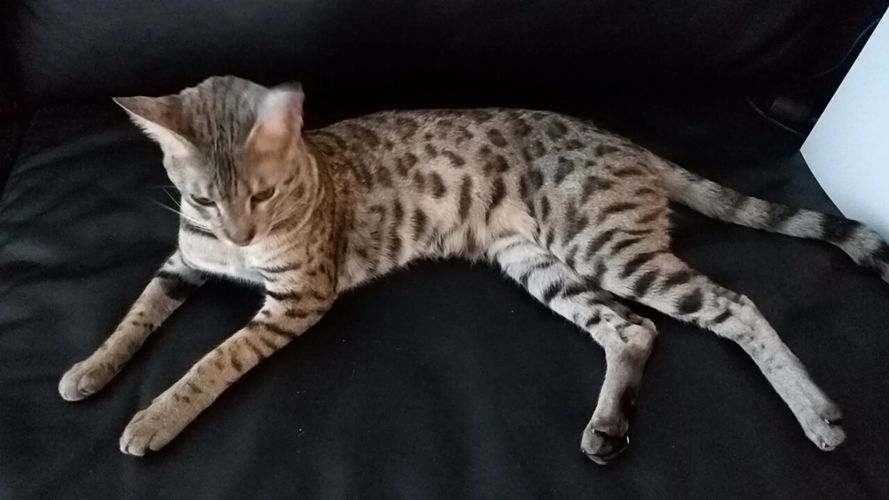 bengal cat for adoption