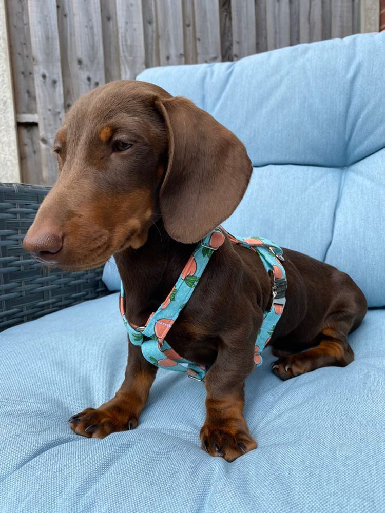 harness miniature dachshund