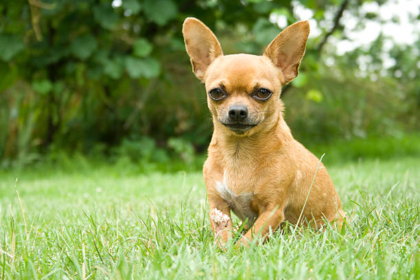 images of a chiwawa dog