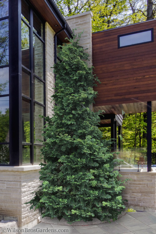 slender hinoki cypress