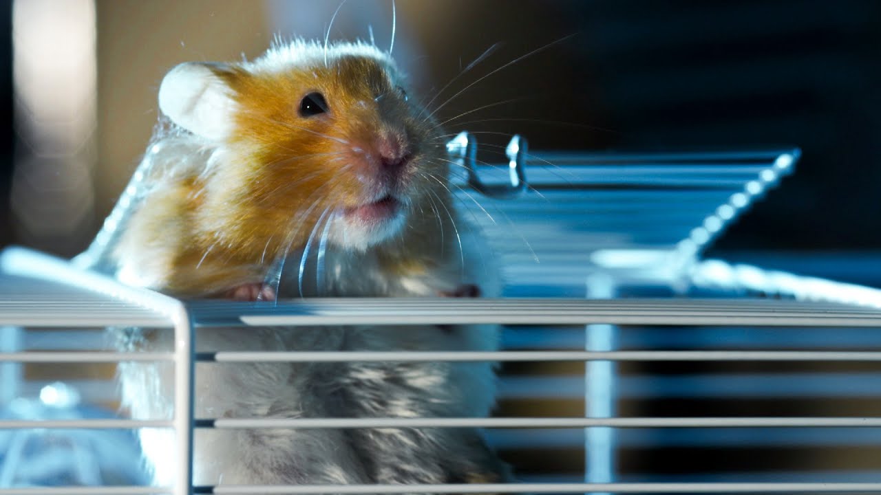 hamster escape