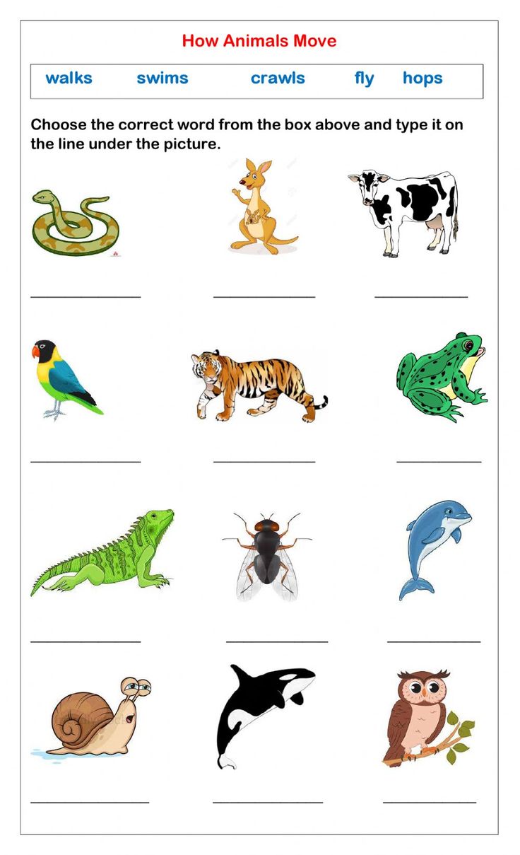 how do animals move worksheet for kindergarten