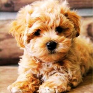 images of maltipoo puppies