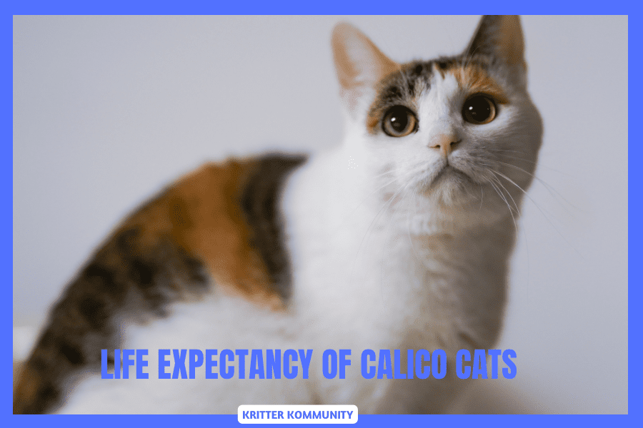 calico cat average lifespan