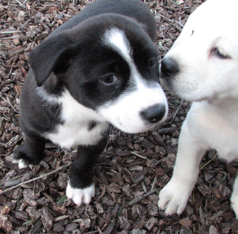 collie cross puppies