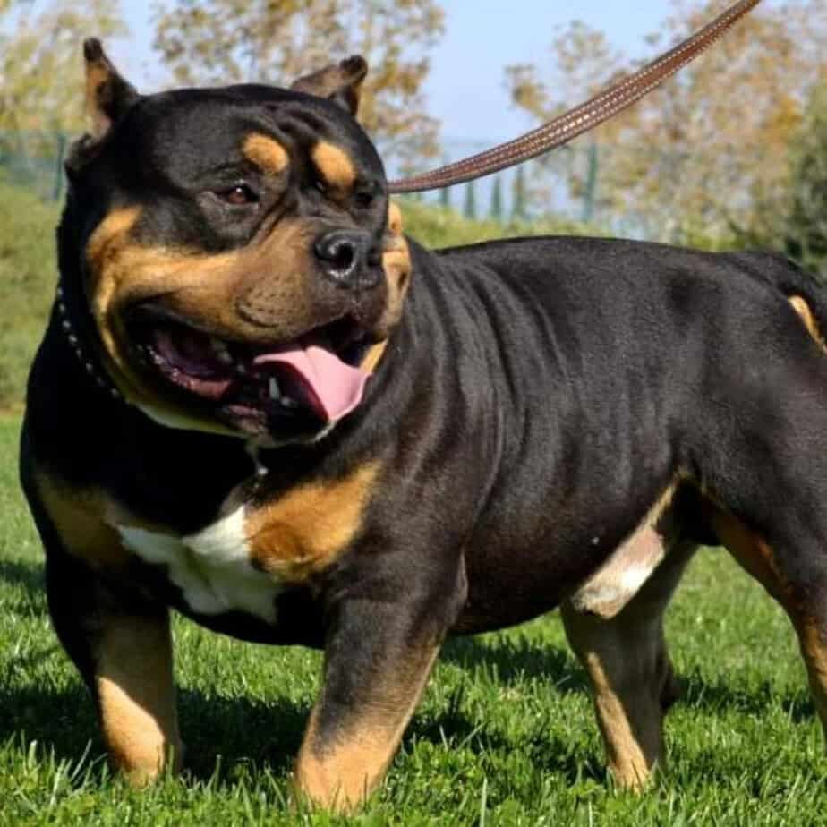 mix rottweiler and pitbull