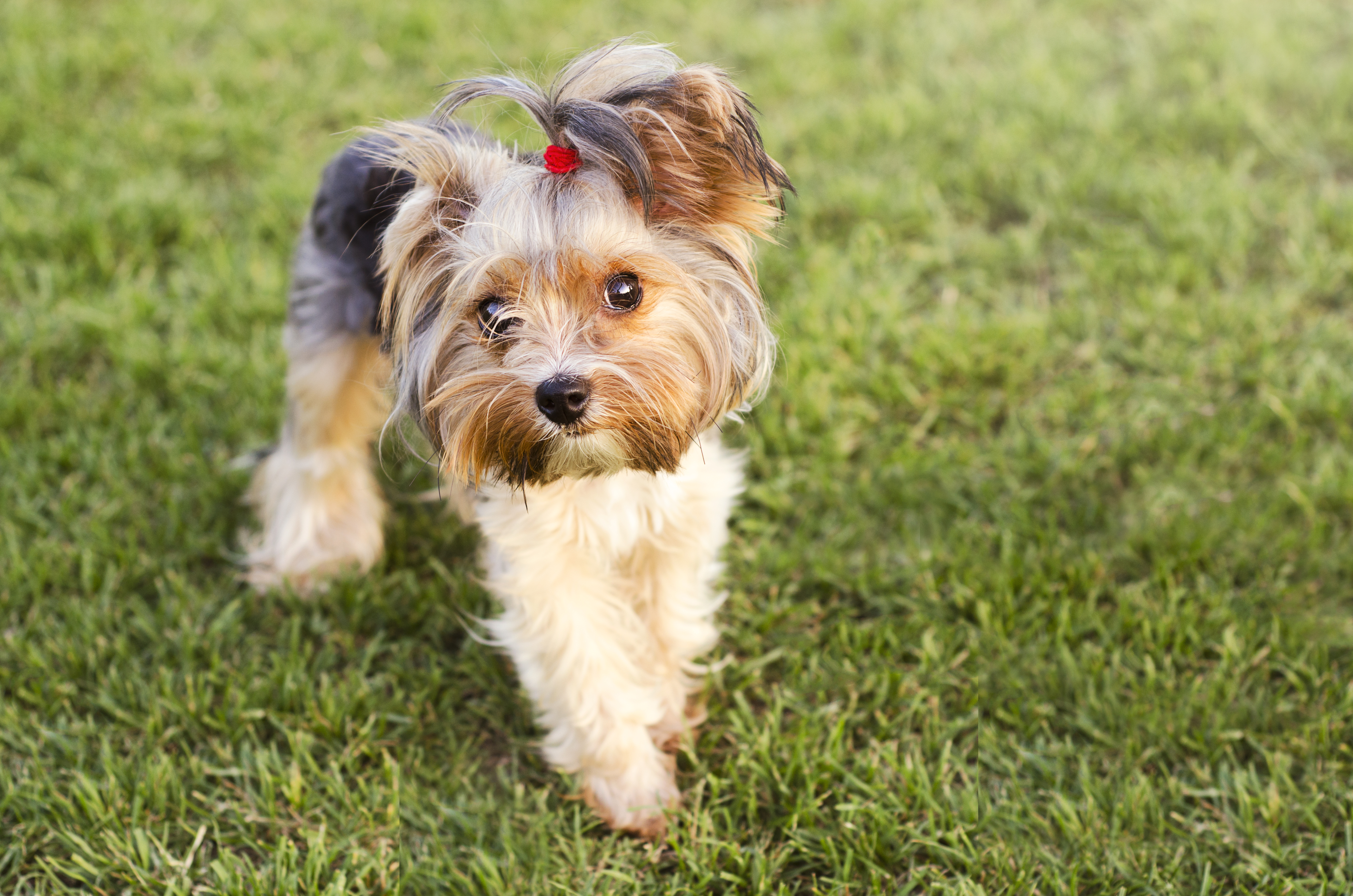 yorkie teddy bear haircut