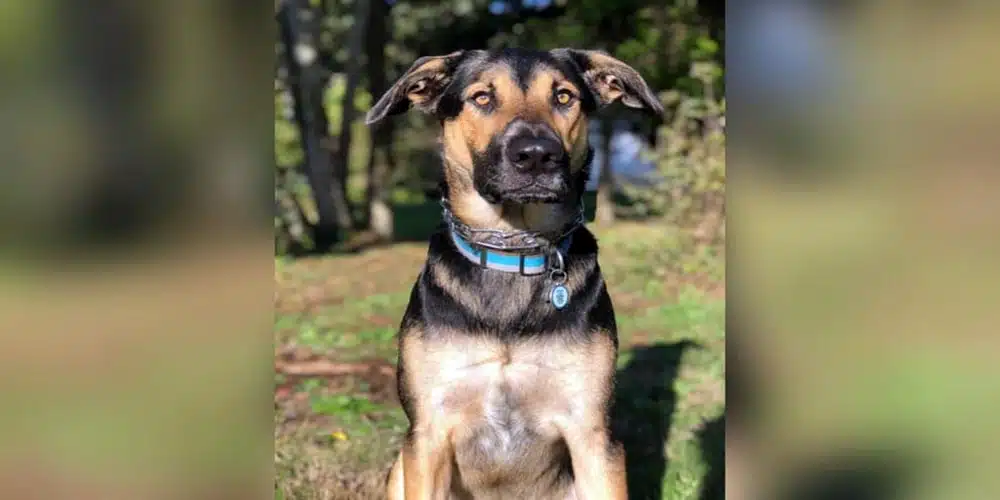 german shepherd mix labrador