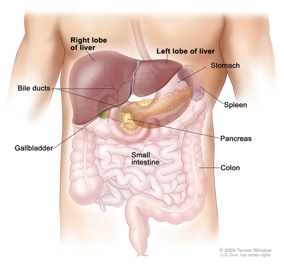 pain right side abdomen under ribs