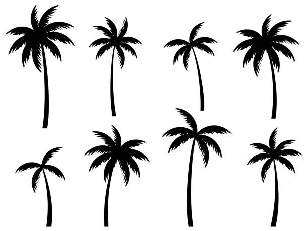 palm tree silhouette drawing