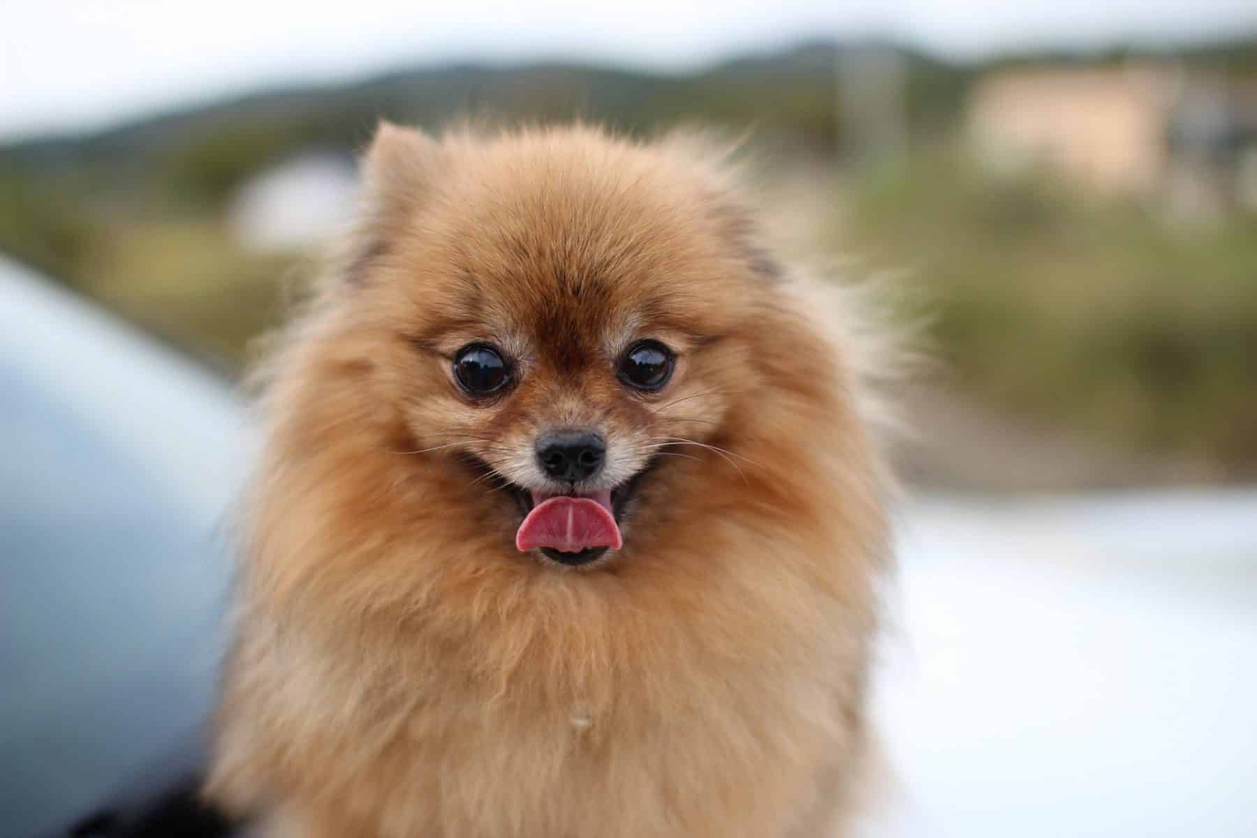 pomeranian pup