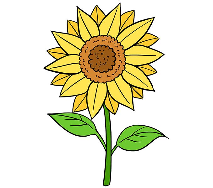 sunflower ki drawing