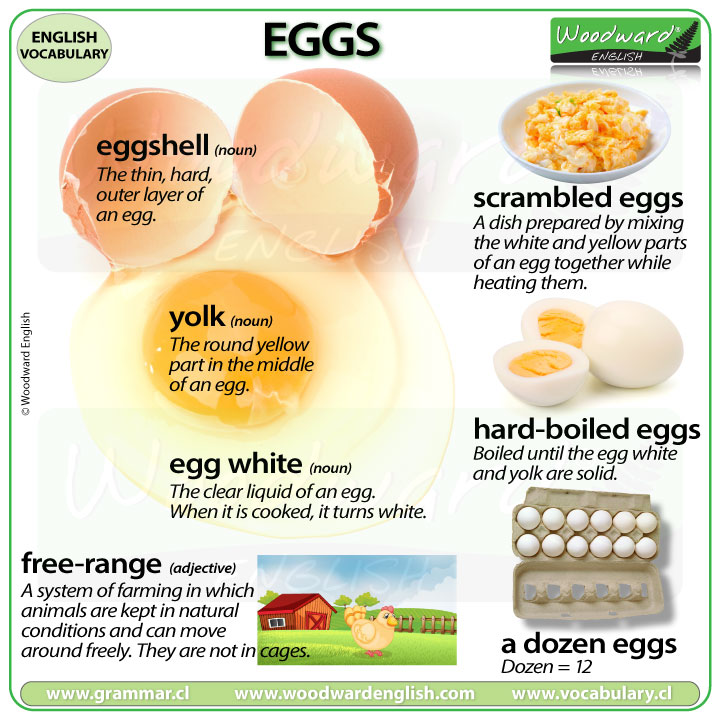 egg thesaurus